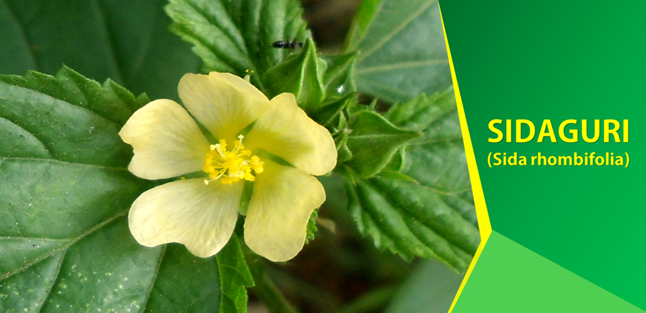 Ampuhnya Sidaguri Redakan Asam Urat